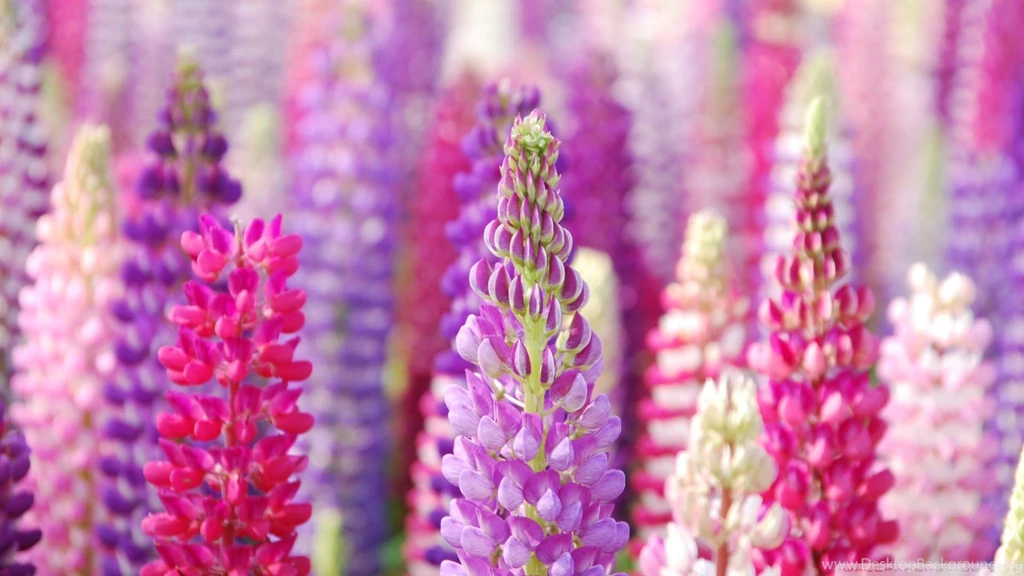 Pictures > Pink And Purple Flowers Backgrounds