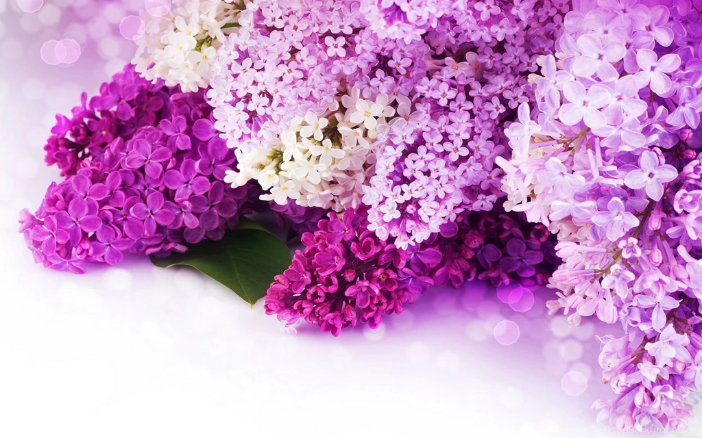 Pictures > Pink And Purple Flowers Backgrounds