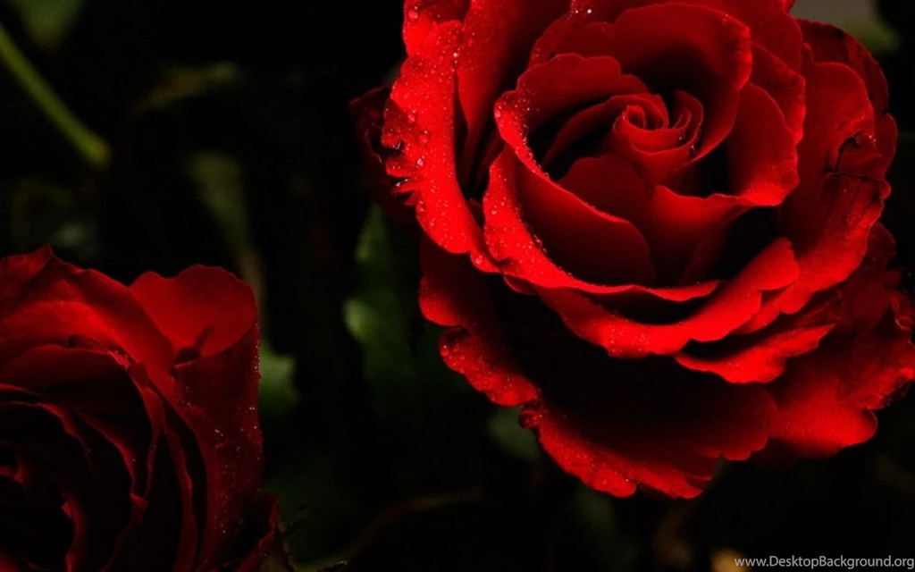 Red Rose Wallpapers Free Hd.