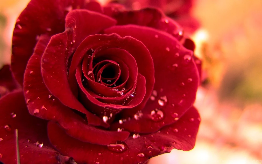 Flower Wallpapers Red Rose Wallpapers Cave