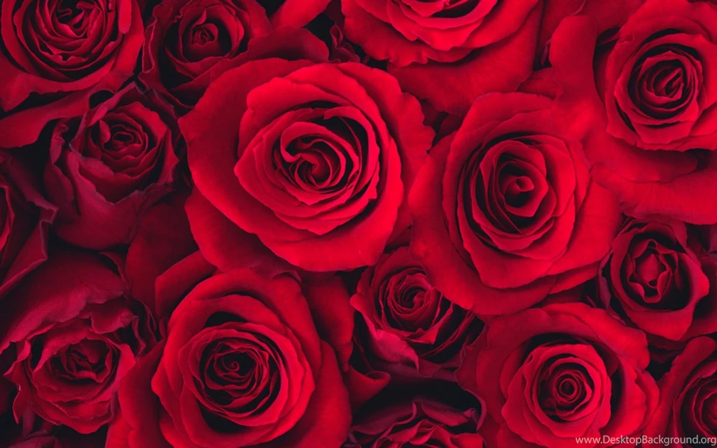Red Rose Wallpapers Free Download Wallpapers HD Base
