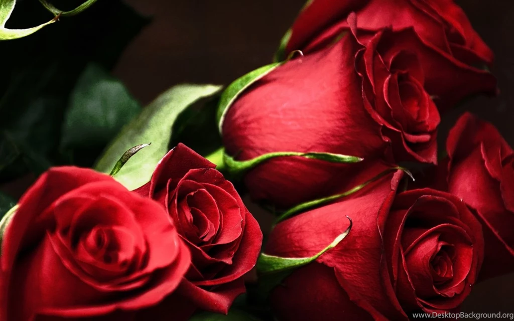 Red Roses, Most Popular Rose, Rose Wallpapers, Beautiful Rose, Red ...