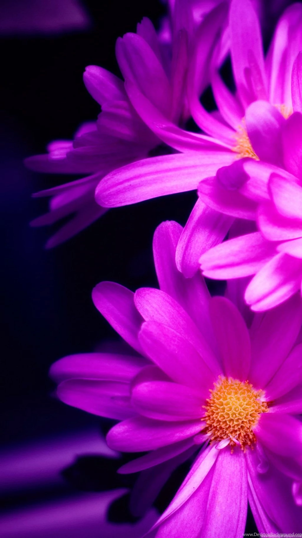 Purple Pink Daisy Flower Bouquet Macro iPhone 6 Wallpapers Download ...