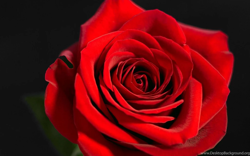 Red Rose Wallpapers