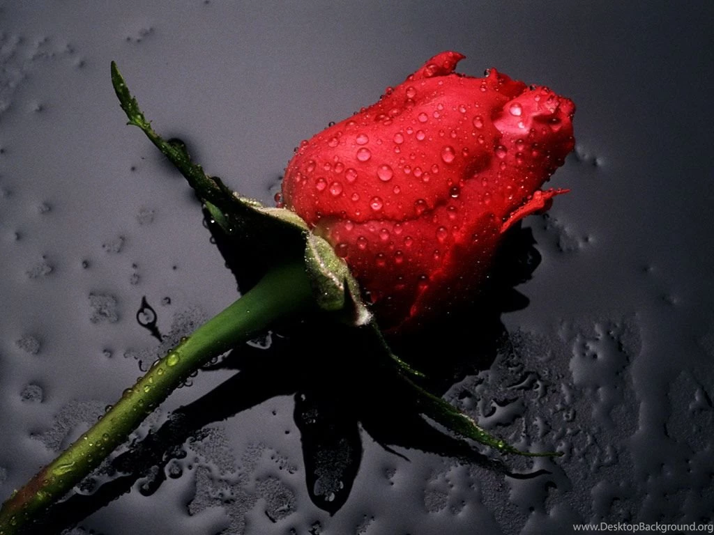 Beautiful Red Rose Wallpapers Colors Wallpapers (34511935) Fanpop