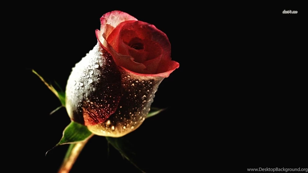 Black And Red Rose Wallpapers Wallpapers HD Wide