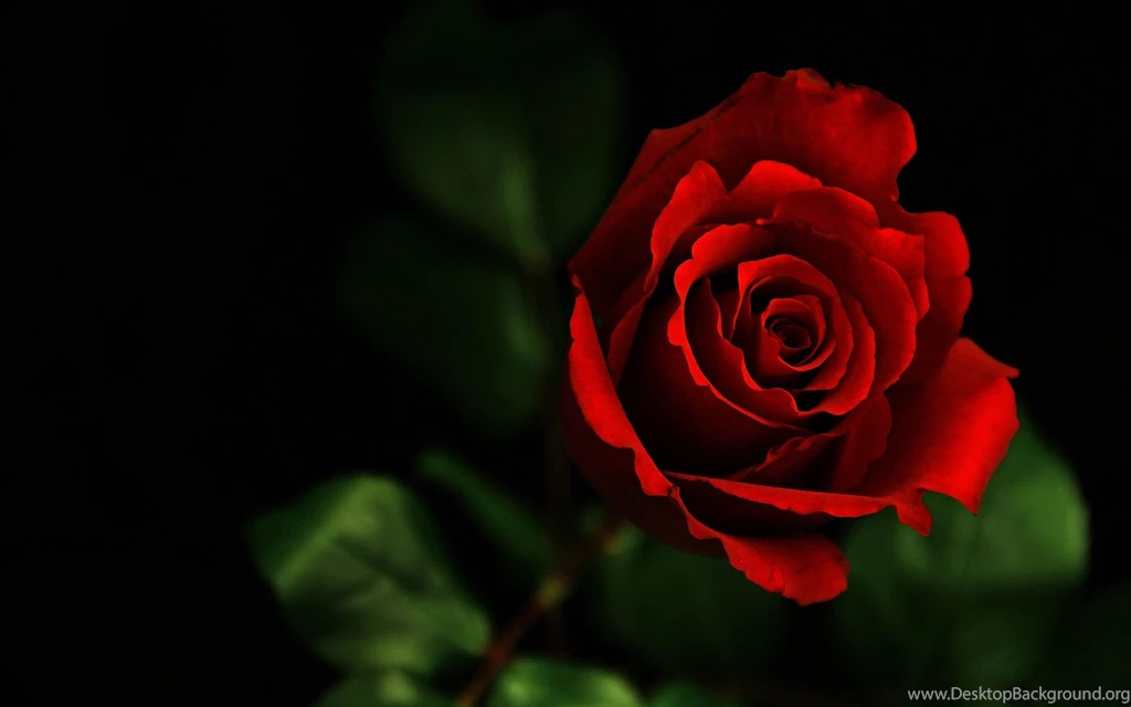Rose Wallpapers 179 2560 X 1600 WallpaperLayer.com
