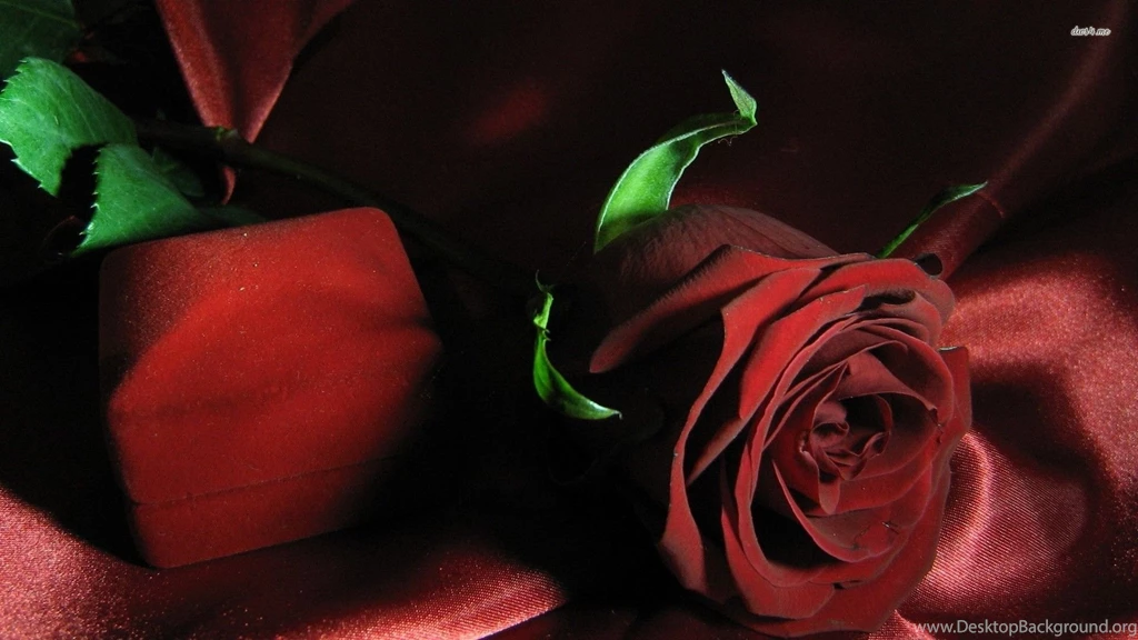 Red Rose Wallpapers Flower Wallpapers