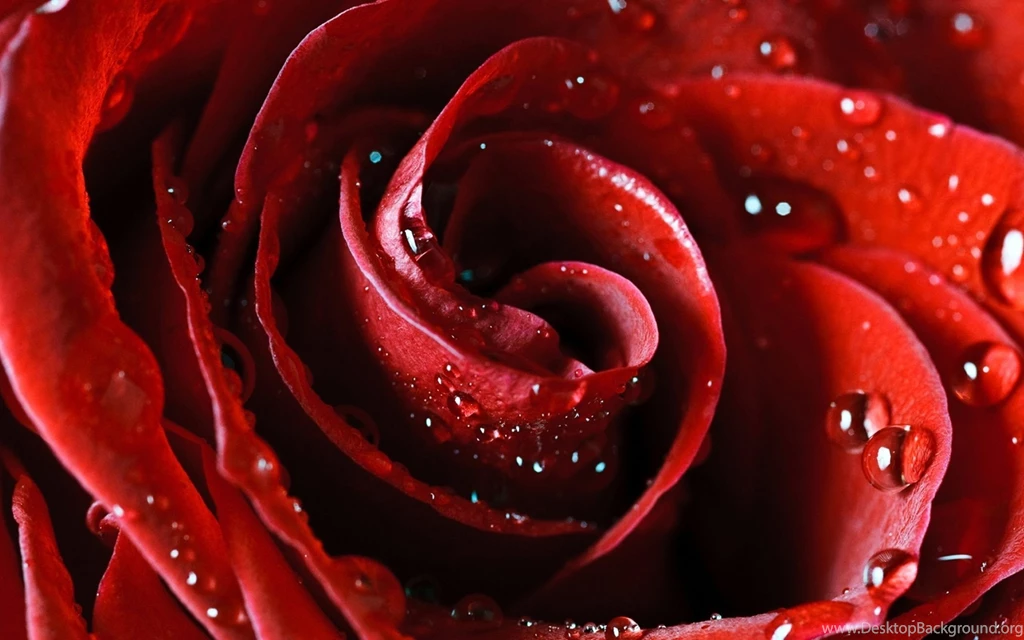 Red Rose Wallpapers Perfect.