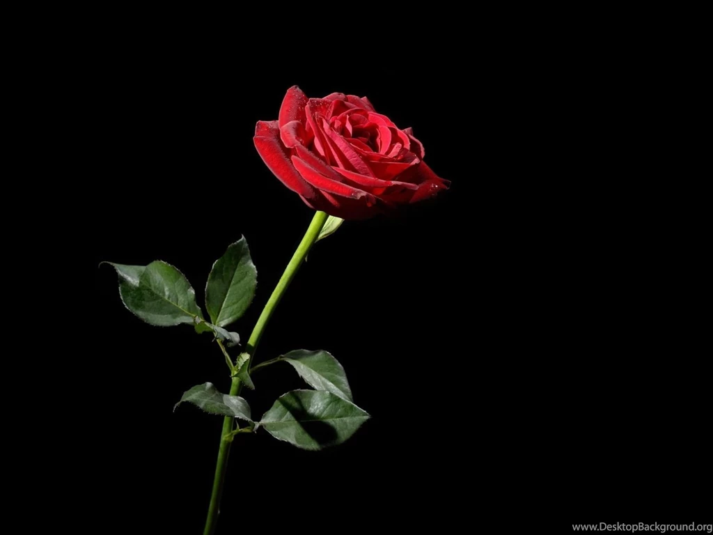 Full screen black and red rose wallpaper.jpg