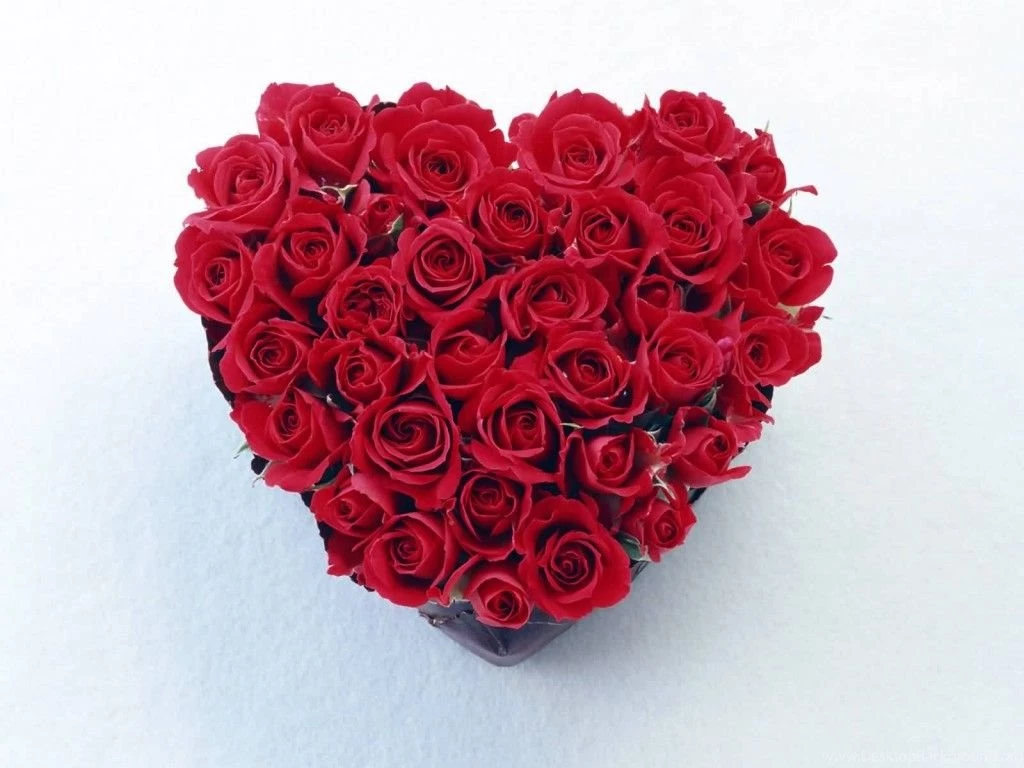 Beautiful Red Rose Wallpapers Colors Wallpapers (34511962) Fanpop