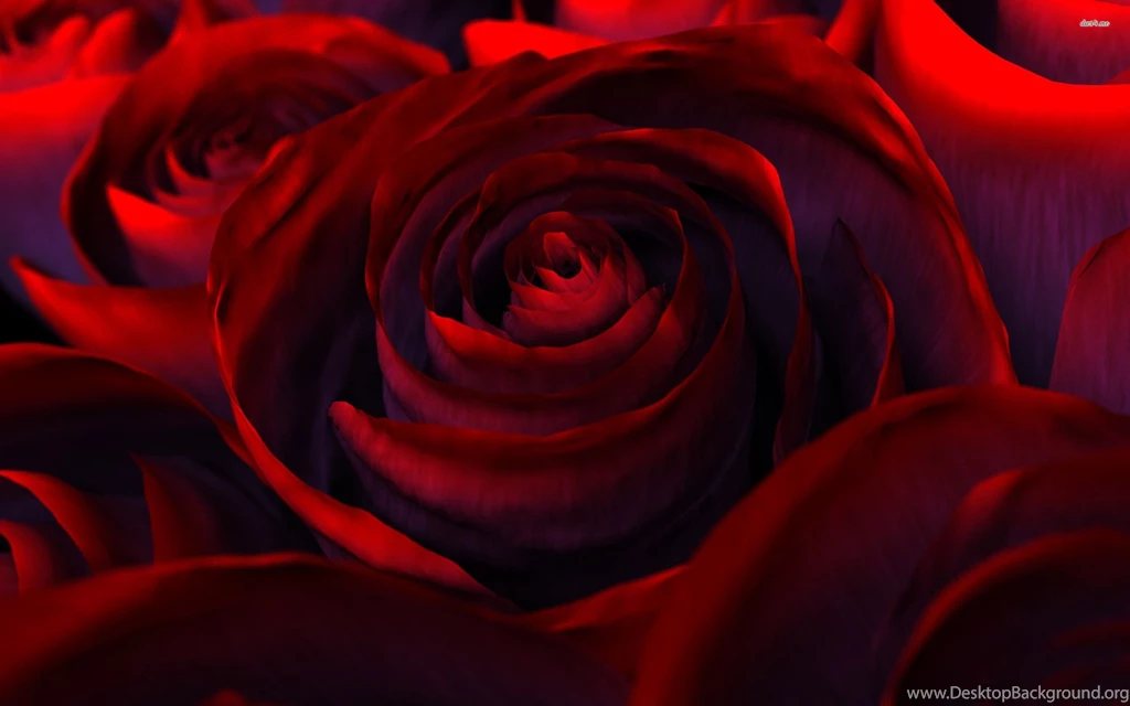 Perfect Red Roses Wallpapers   Flower Wallpapers