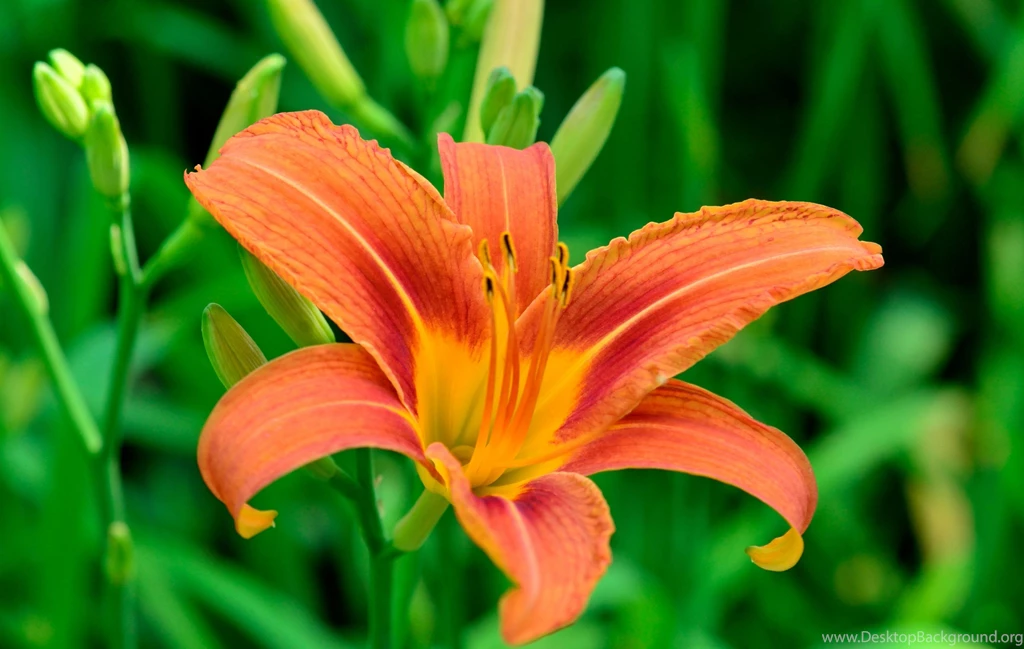 Organic Photos, Plants, Green, Iphone Desktop Images, Sky, Samsung ...