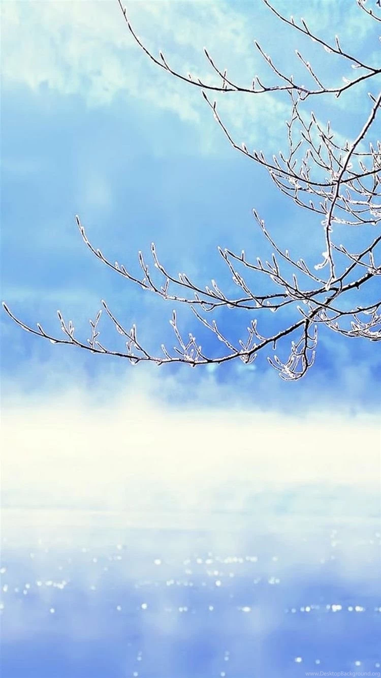 Nature Winter Clear Sunny Snowy Tree Branch Skyscape iPhone 6 ...