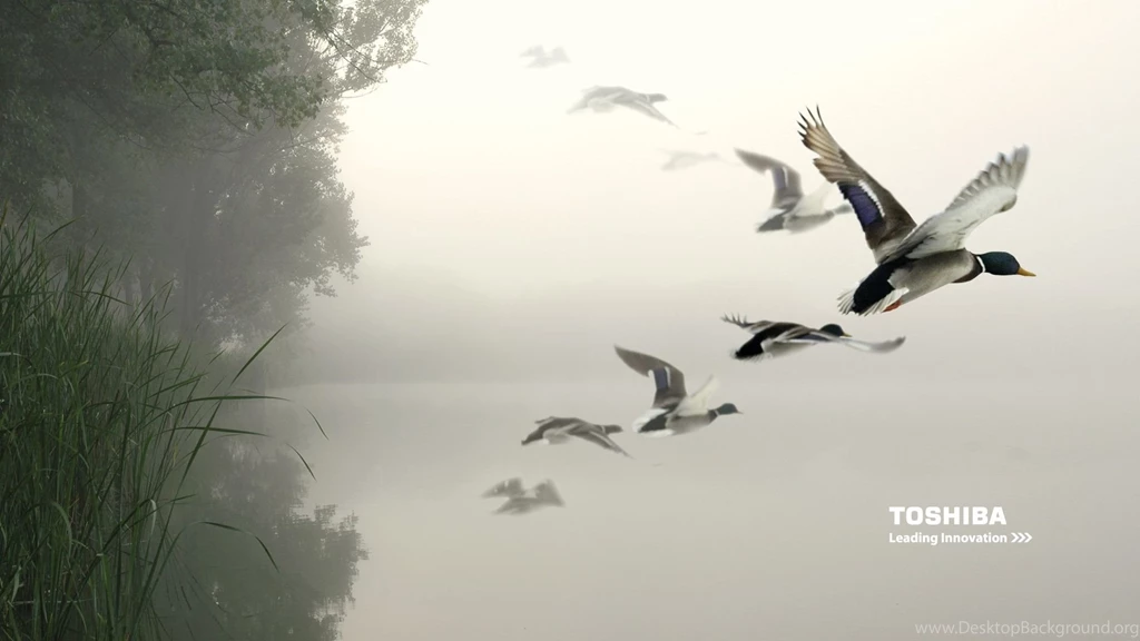 Toshiba, Birds, Air, 1920x1080 HD Wallpapers And FREE Stock Photo