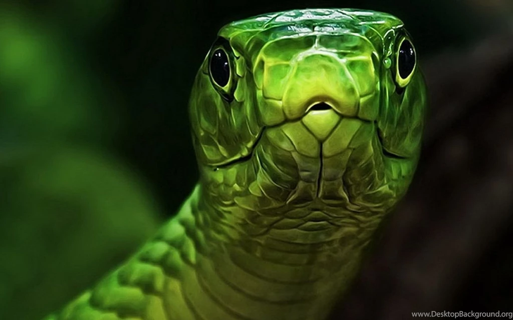 Free Download Wallpapers HD : Anaconda Snake High Resolution Best ...