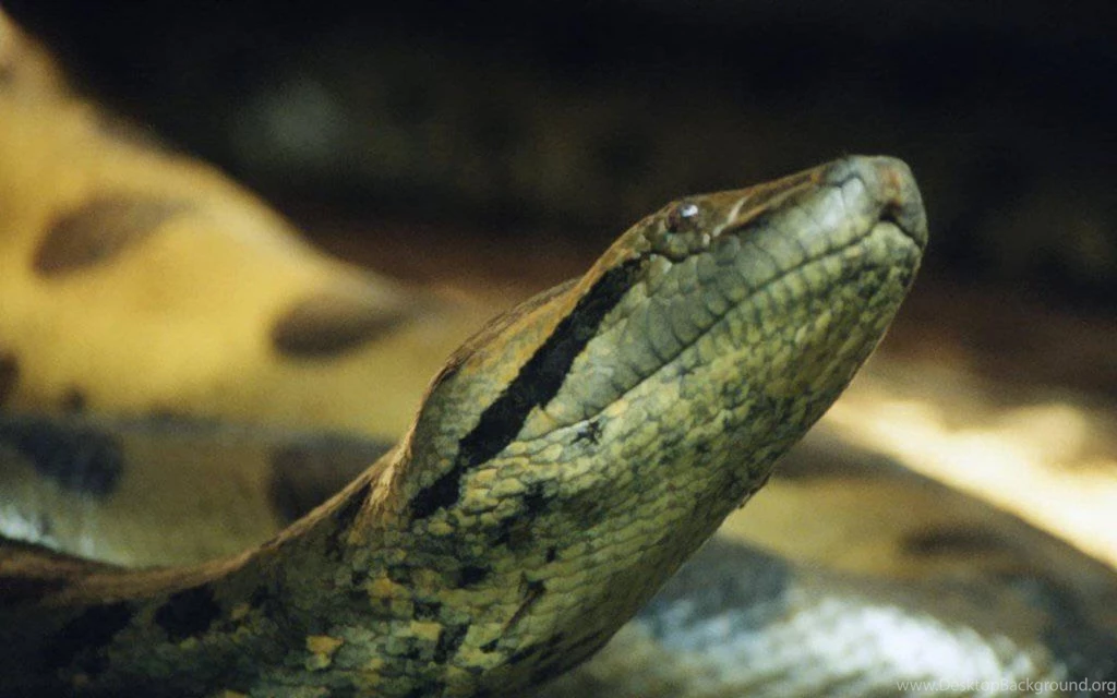Anaconda Snakes Wallpapers   (