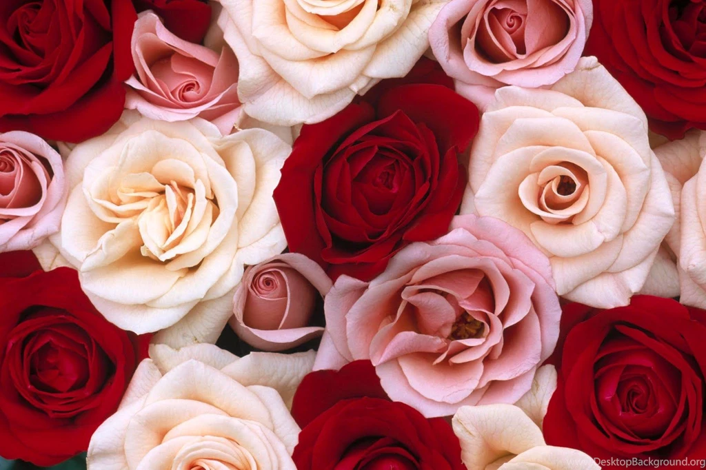 Pink Red White Roses (
