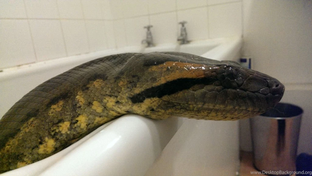 Green Anaconda 8   High Definition : Widescreen Wallpapers