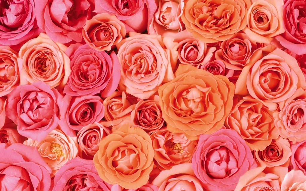 Pink White And Orange Roses Wallpapers Open Walls
