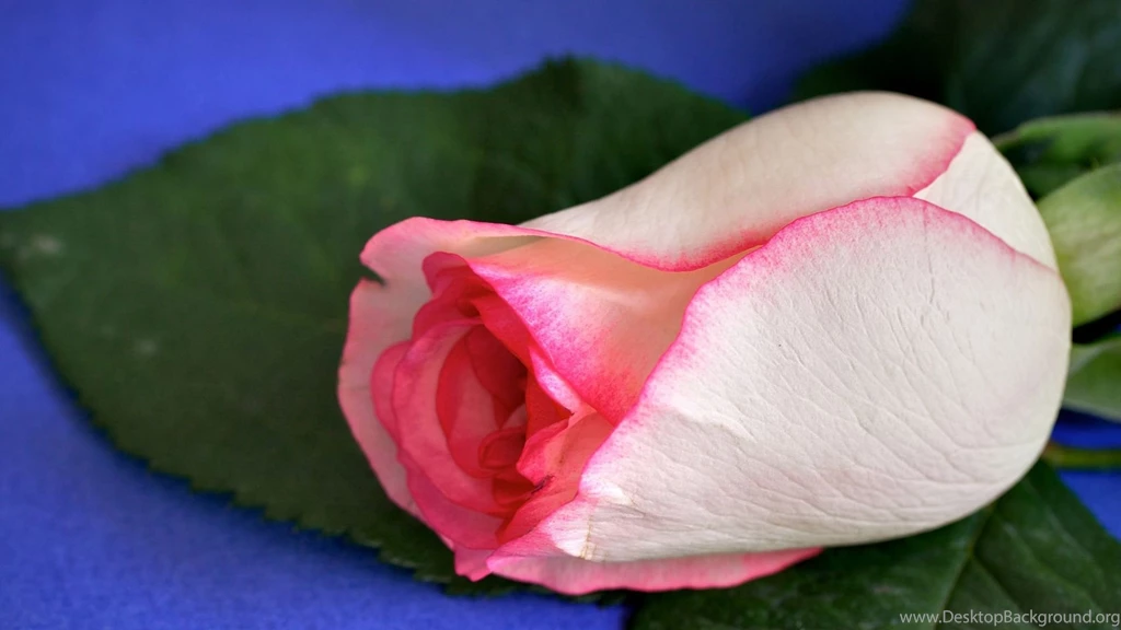 Pink And White Rose Wallpapers