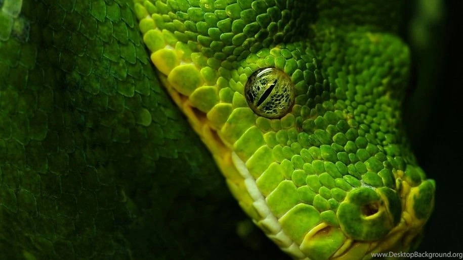 Head Eye From Near Large Green Anaconda Hd Wallpapers ...