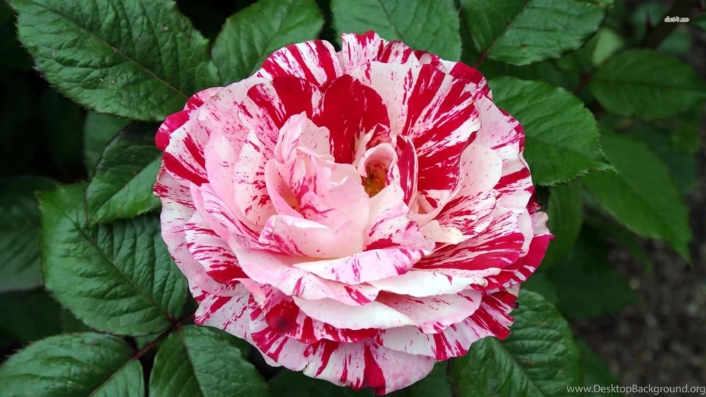 Red Splashes On White Rose Wallpapers Flower Wallpapers