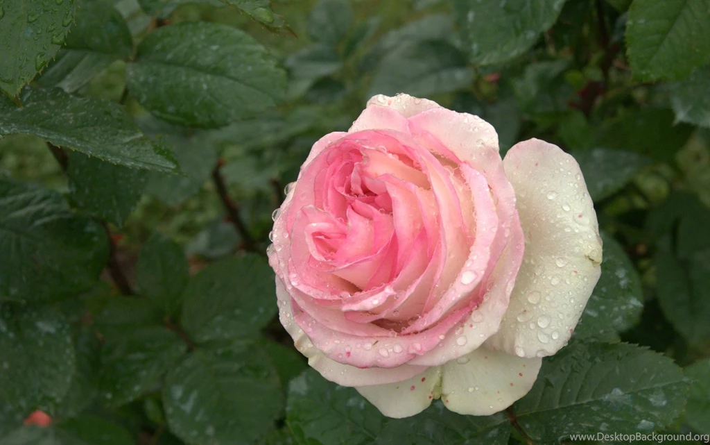 Roses Flower, Roses Photos, Roses Wallpapers For Your Desktop   Red ...