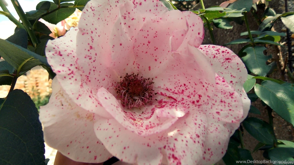 Roses Wallpapers   Barbaras HD Wallpapers