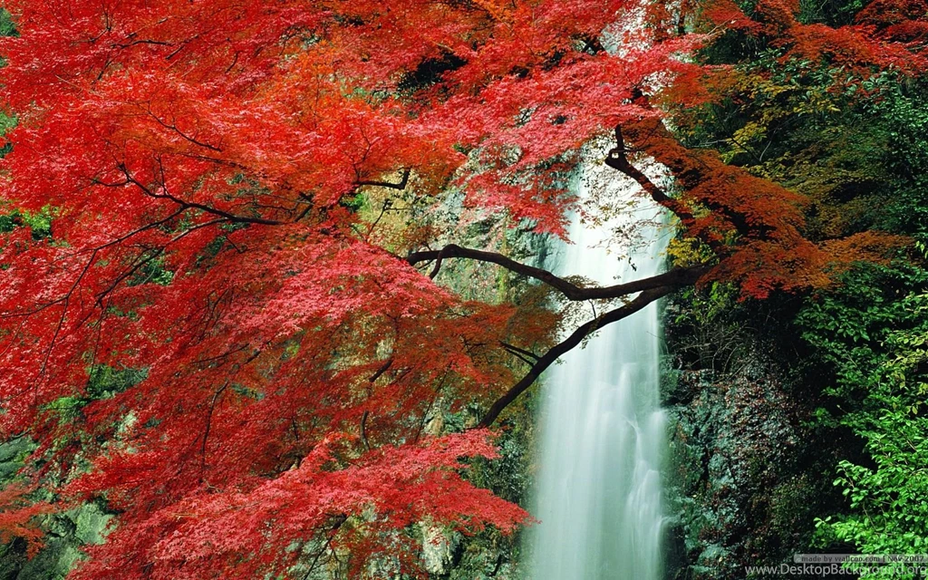 Fall Leaves Wallpapers   Vivid Foliage Wallpapers 1680x1050 NO.25 ...