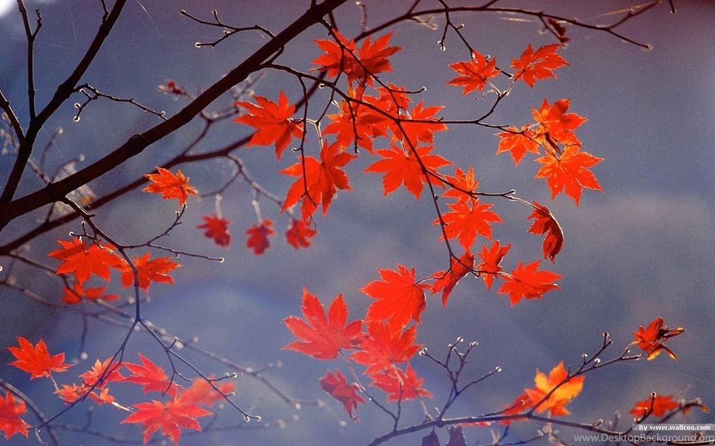 Autumn Tints   Beautiful Fall Leaves Widescreen Wallpapers ...
