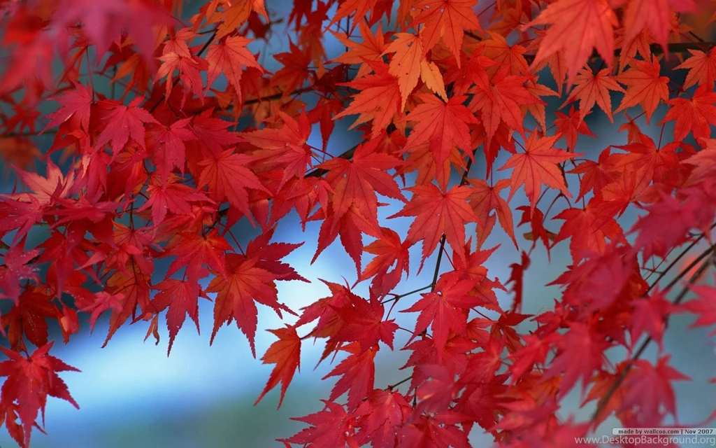 Fall Leaves Wallpapers Vivid Foliage Wallpapers 1680x1050 NO.3 ...