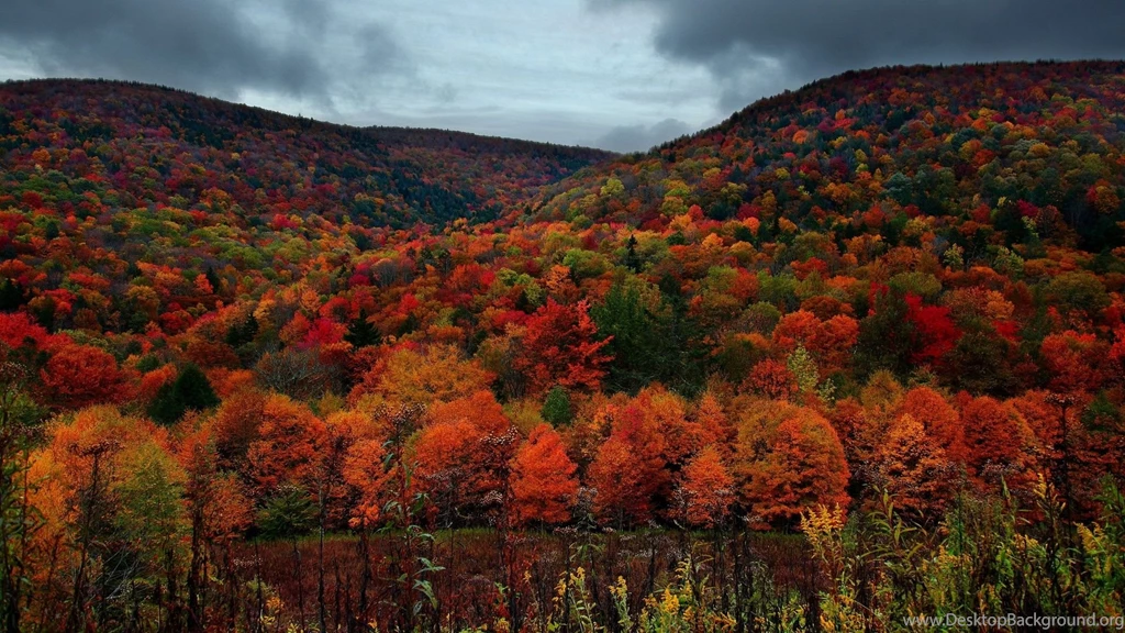 Fall Foliage Wallpapers 06