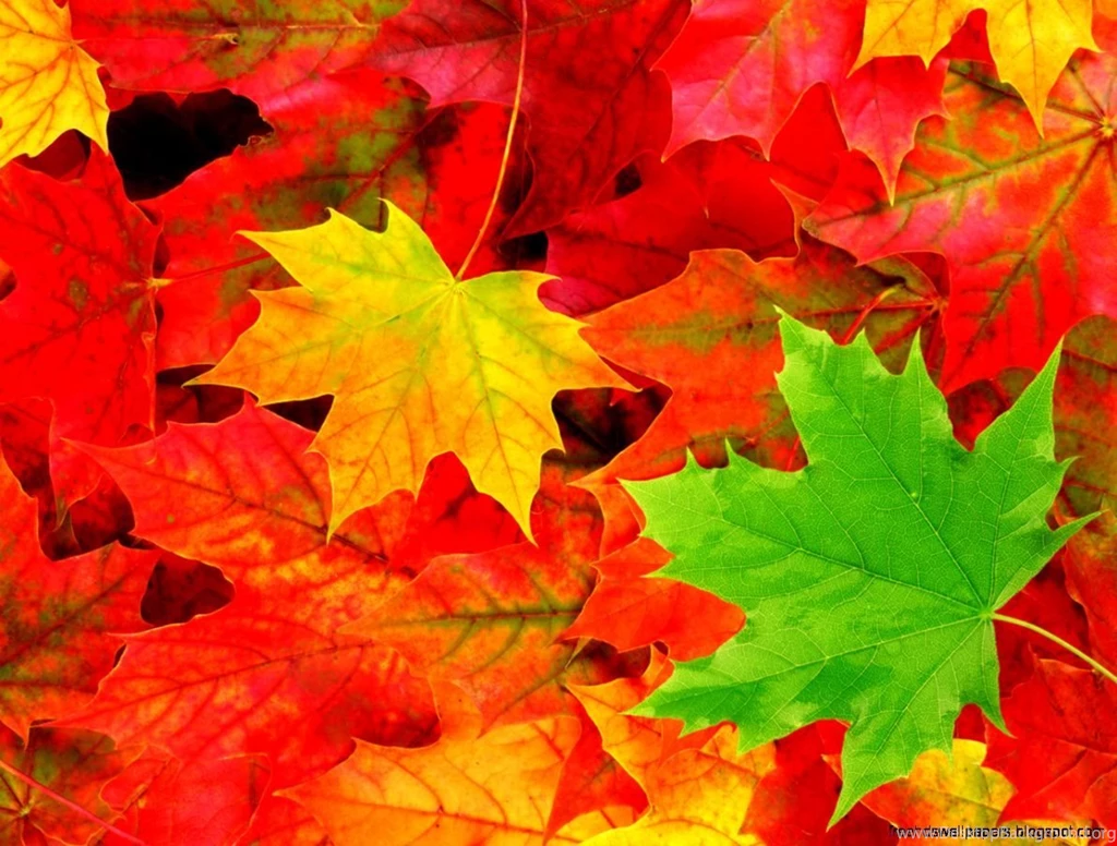 Fall Leaves Desktop Wallpapers