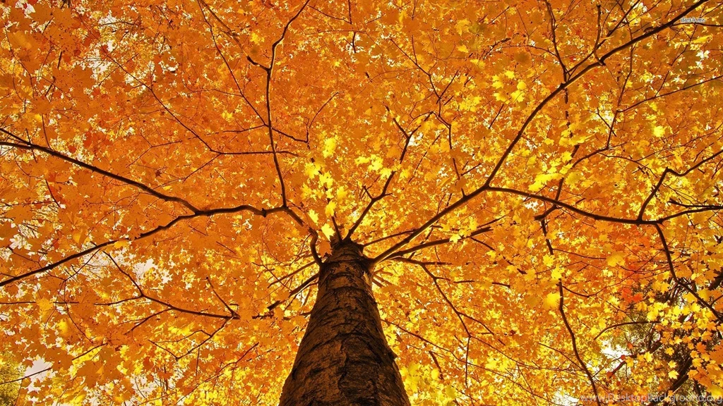 Fall Foliage Wallpapers 29