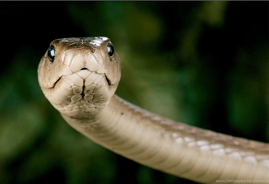 Black Mamba HD Wallpapers
