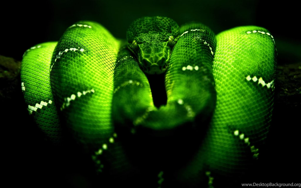 Snake HD Wallpapers