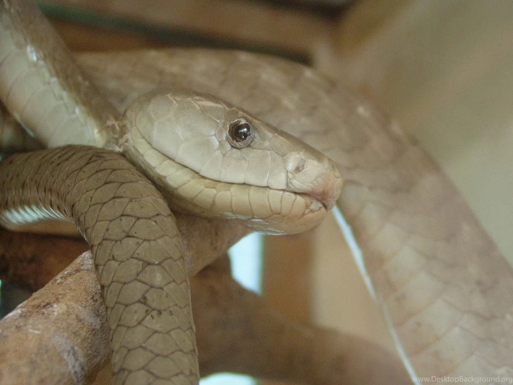 Desktop black mamba snake bite wallpaper.jpg