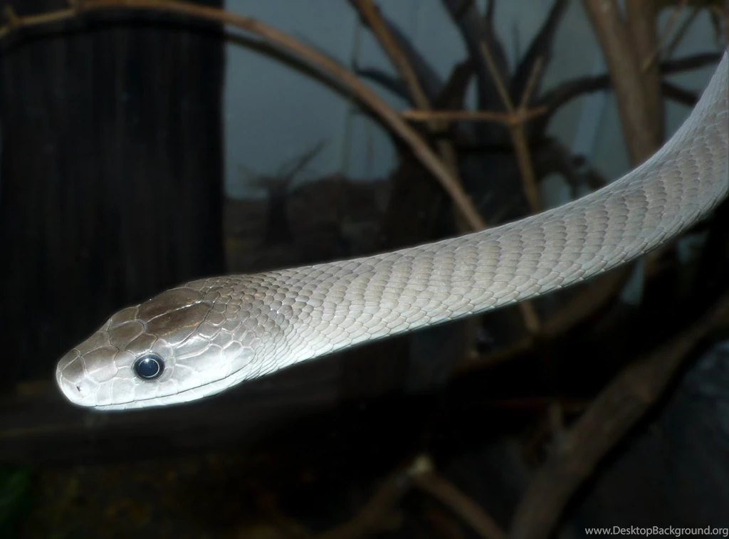 Snake