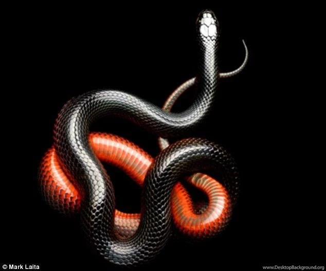 Photographer Mark Laita Bitten By Deadly Black Mamba Snake