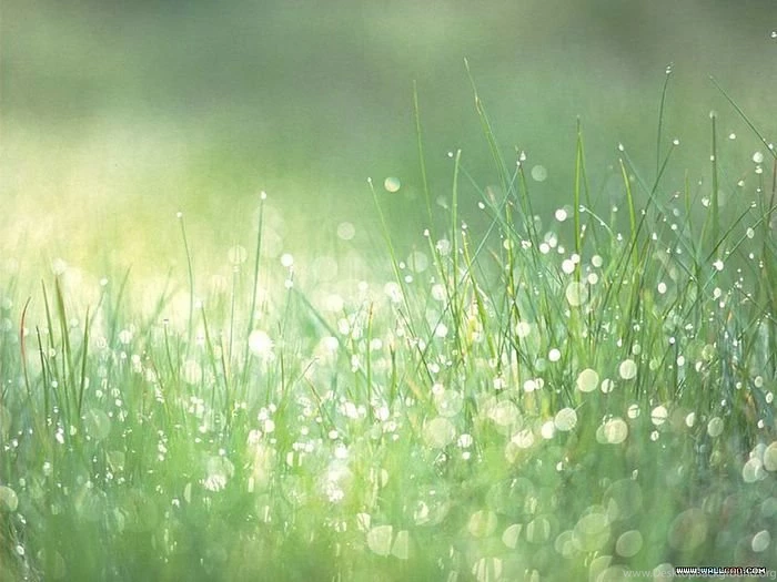 Wonderful Lush Summer Scene Wallpaper6 Wallcoo.net