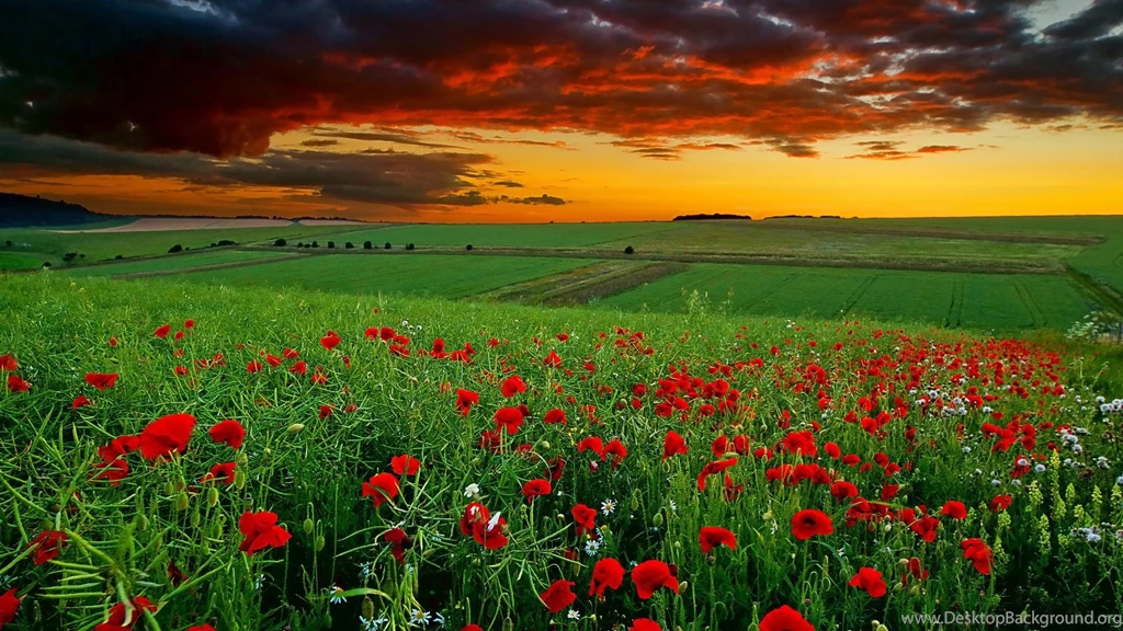 Nature Hd Wallpapers Free Download With Red Ros 86 Wallpapers