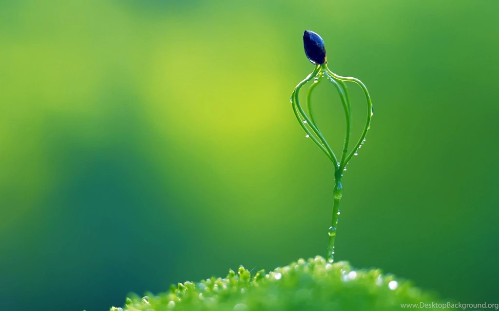 Green Plant Macro Wallpapers Download