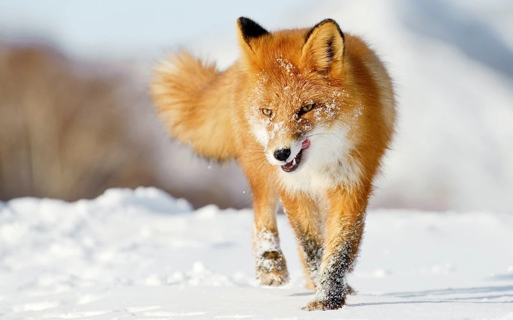 Beautiful and cute animals wallpaper 40.jpg