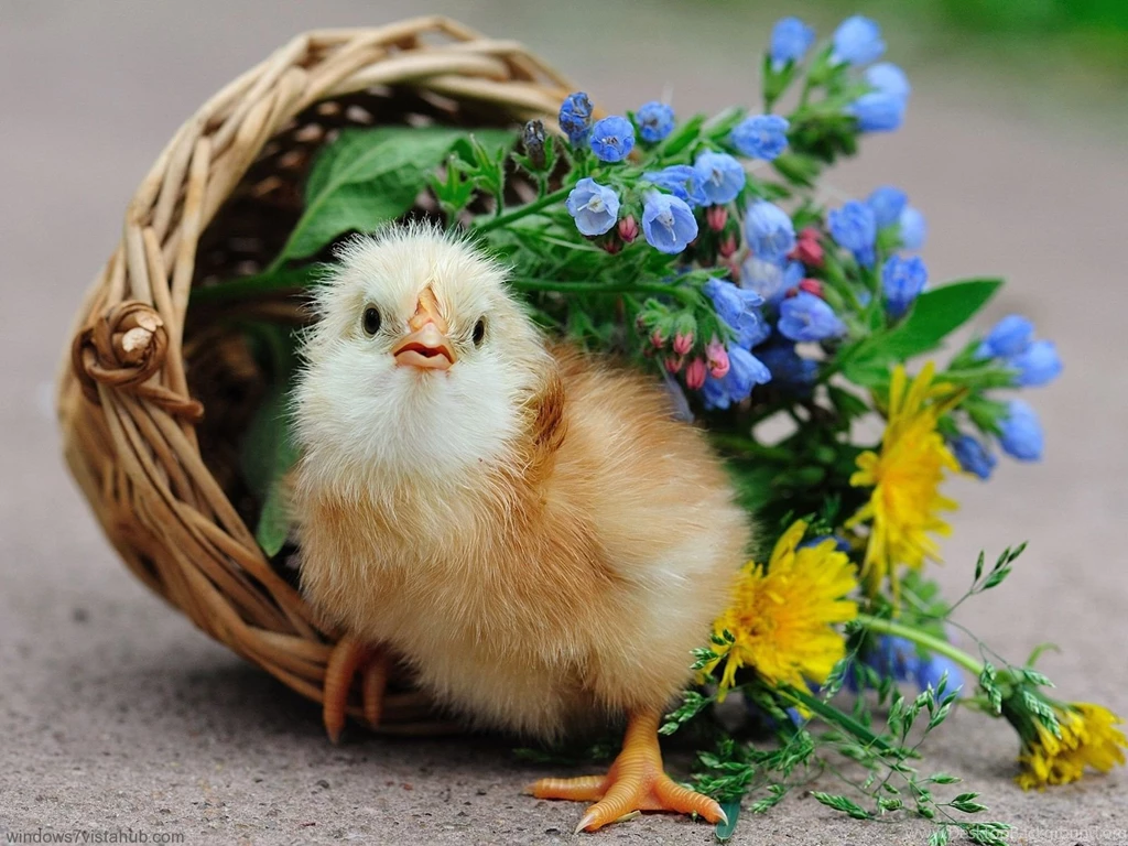 Most Beautiful Animals Wallpapers And Desktop Pictures, Amzing ...