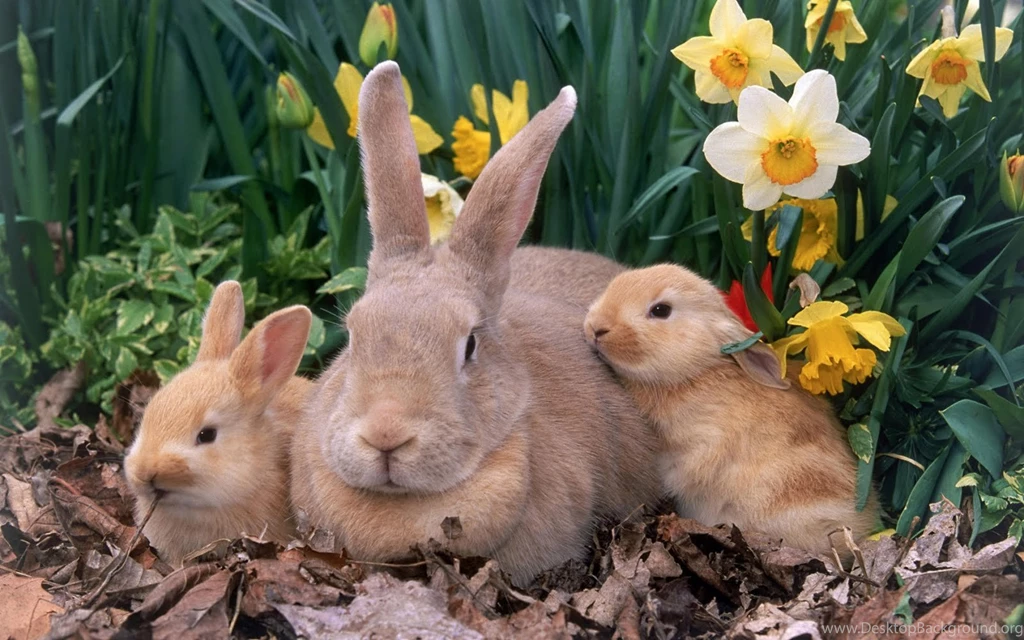 Animals Wallpapers