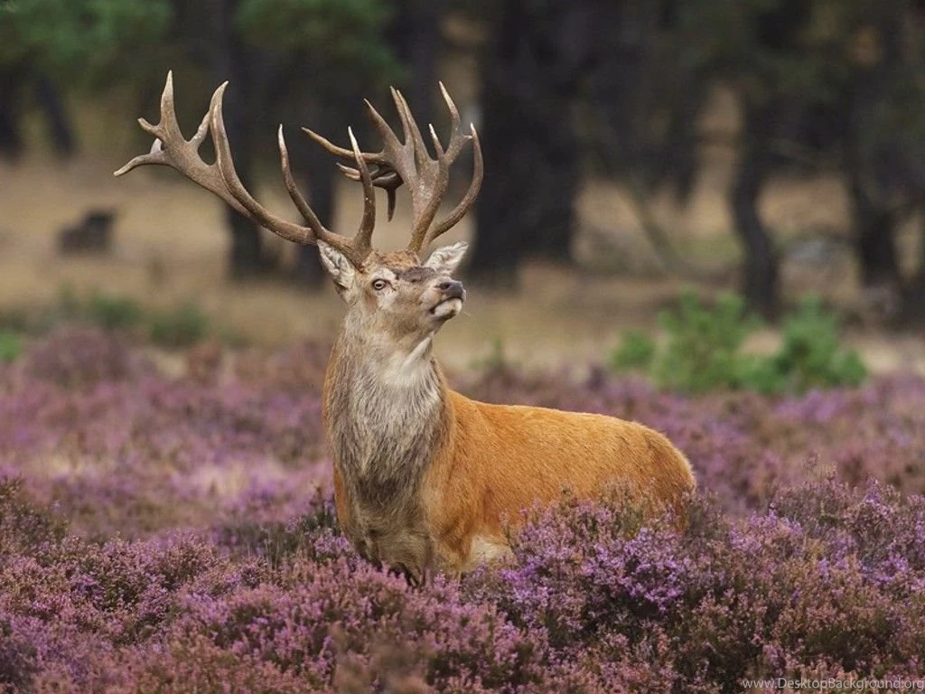 Beautifull Animals Wallpapers