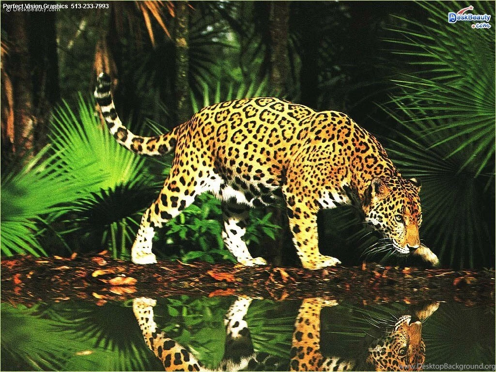 Beautiful Animals Wallpapers ImgMob