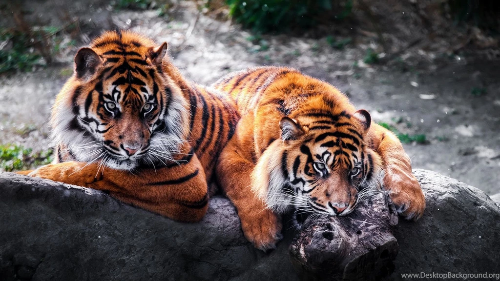 Www.intrawallpaper.com Animals Page 1