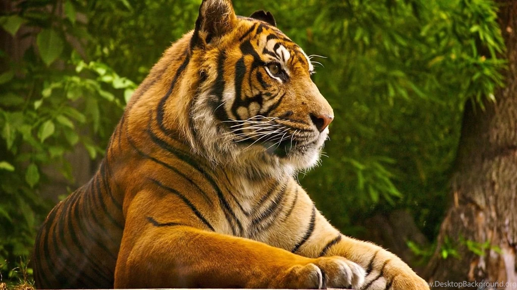 Beautiful Tiger Wallpapers Wallpapers High Definition